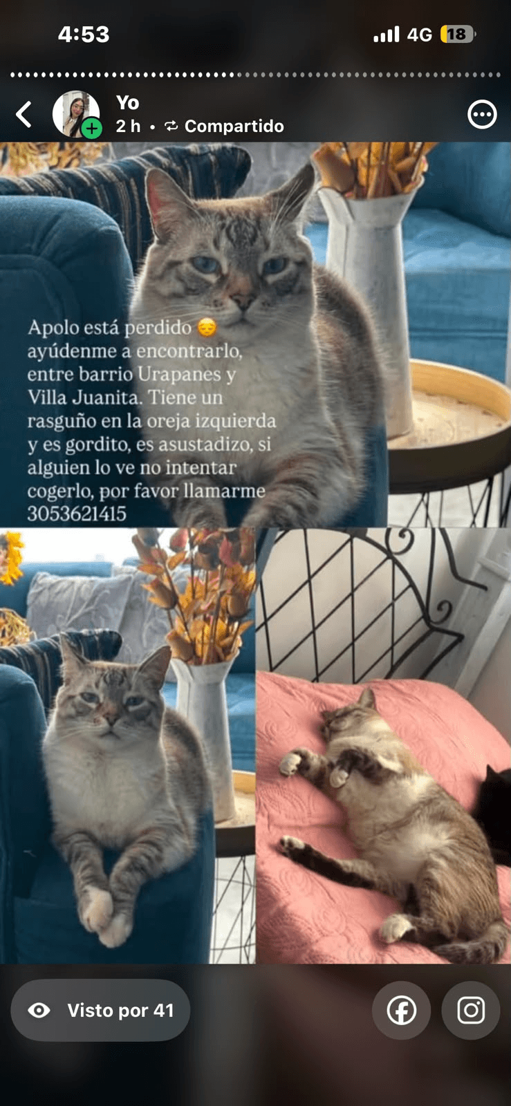 Foto de Mascota perdida