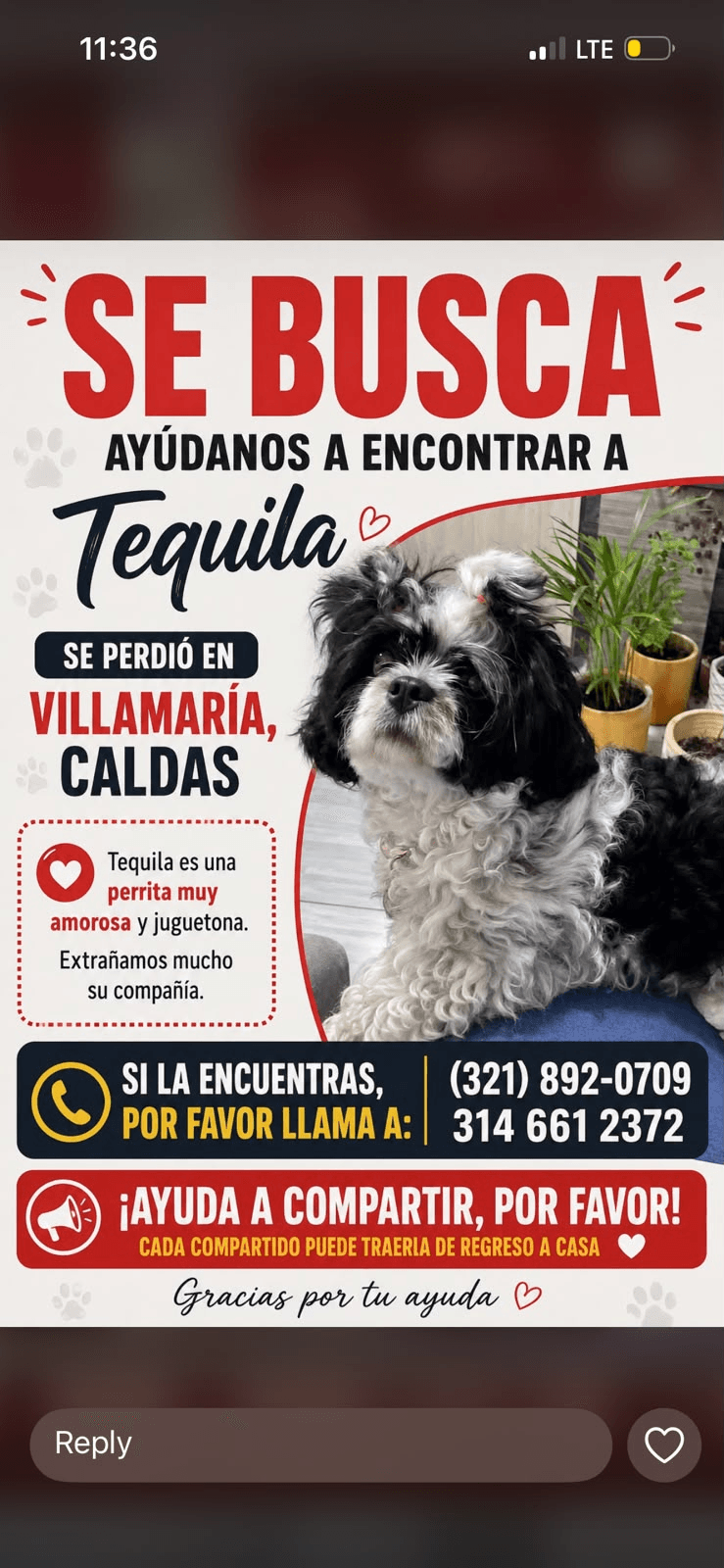 Foto de TEQUILA — mascota perdida
