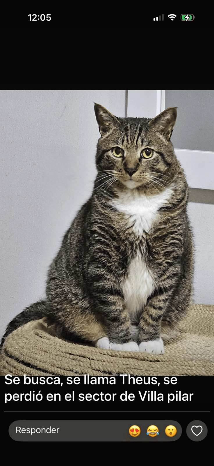 Foto de THEUS — mascota perdida