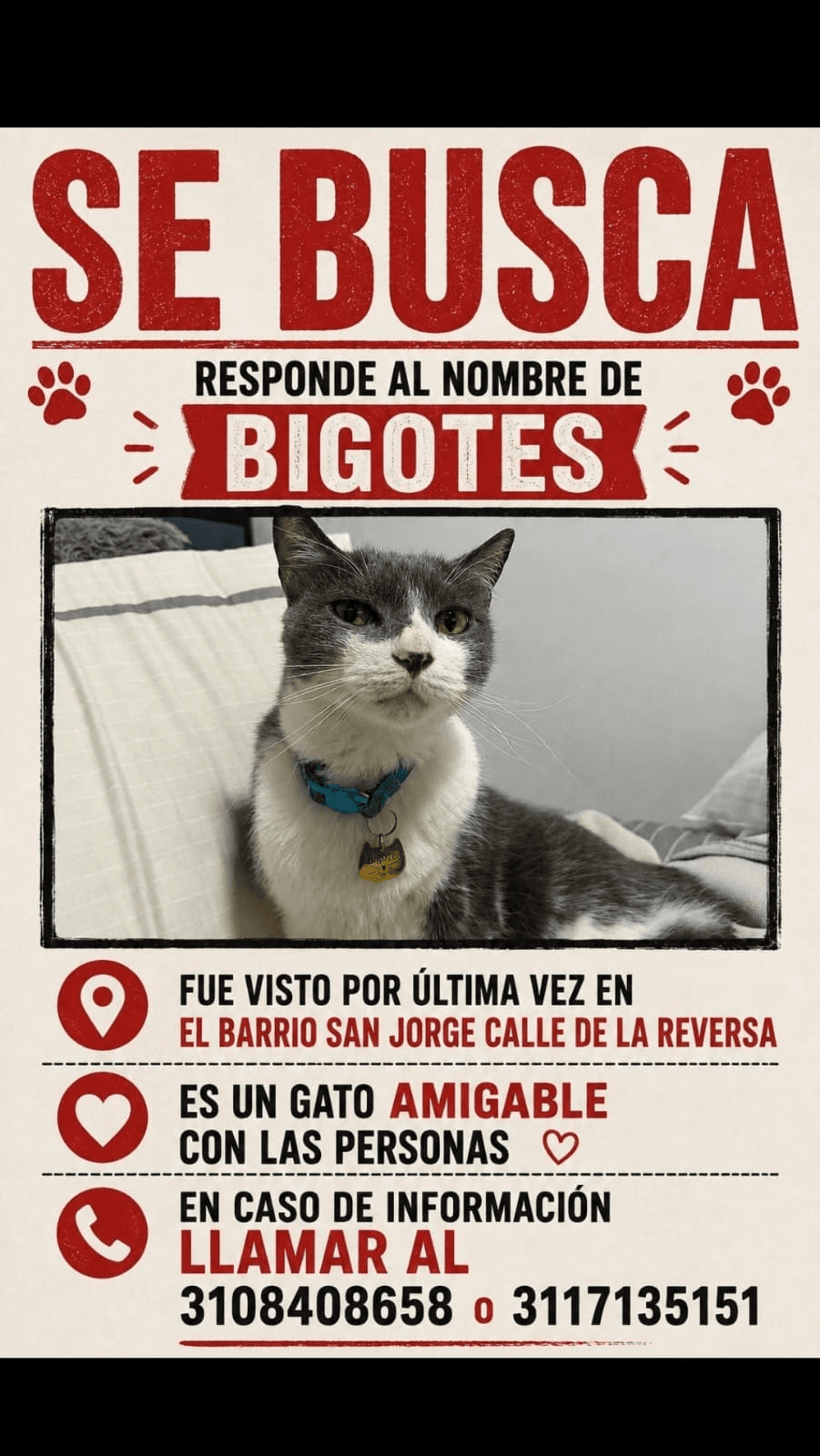 Foto de BIGOTES — mascota perdida