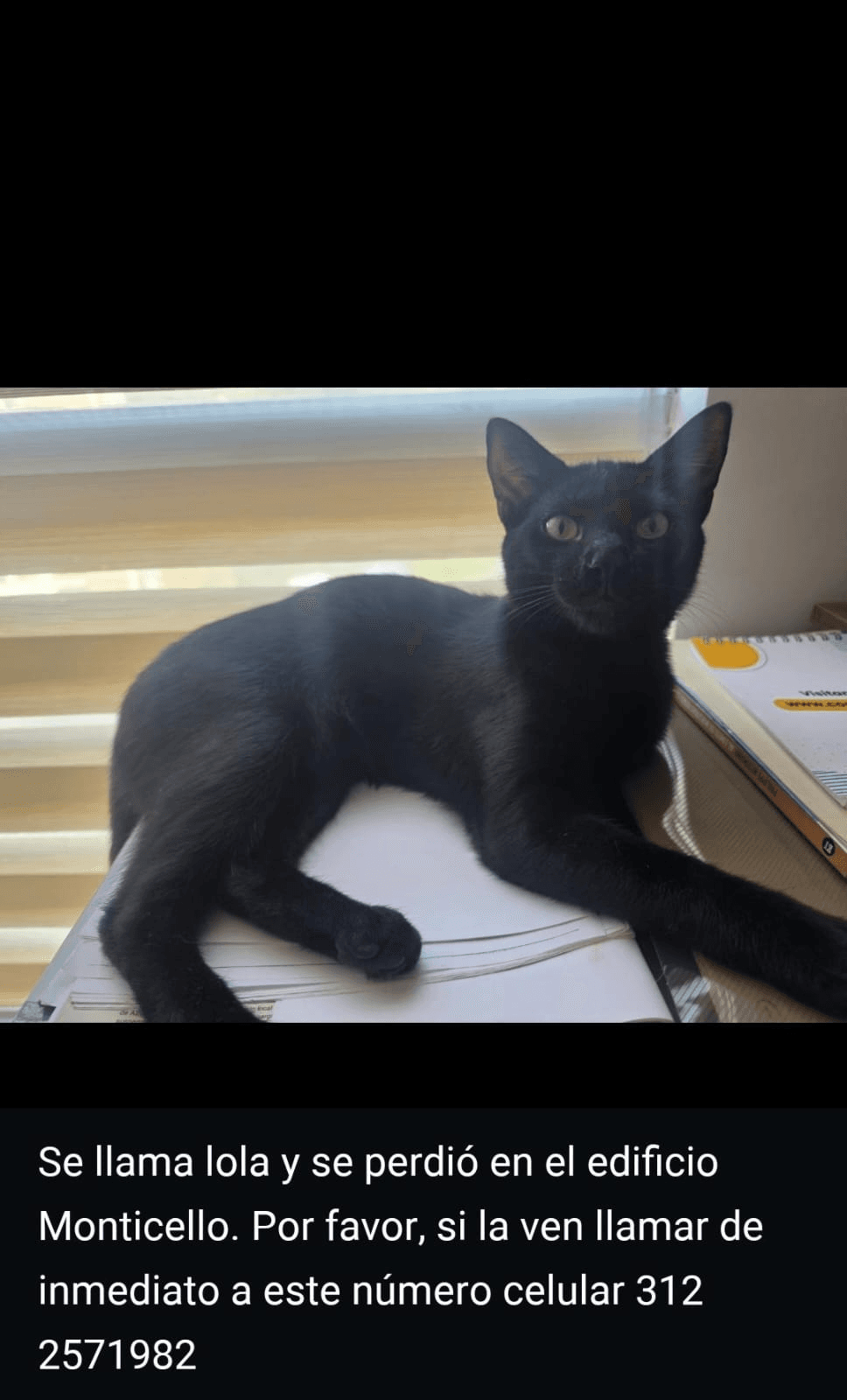 Foto de LOLA — mascota perdida