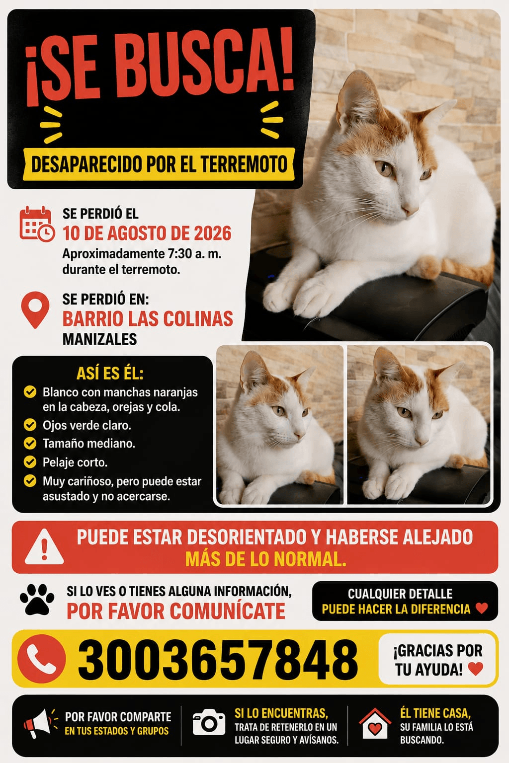 Foto de Mascota perdida