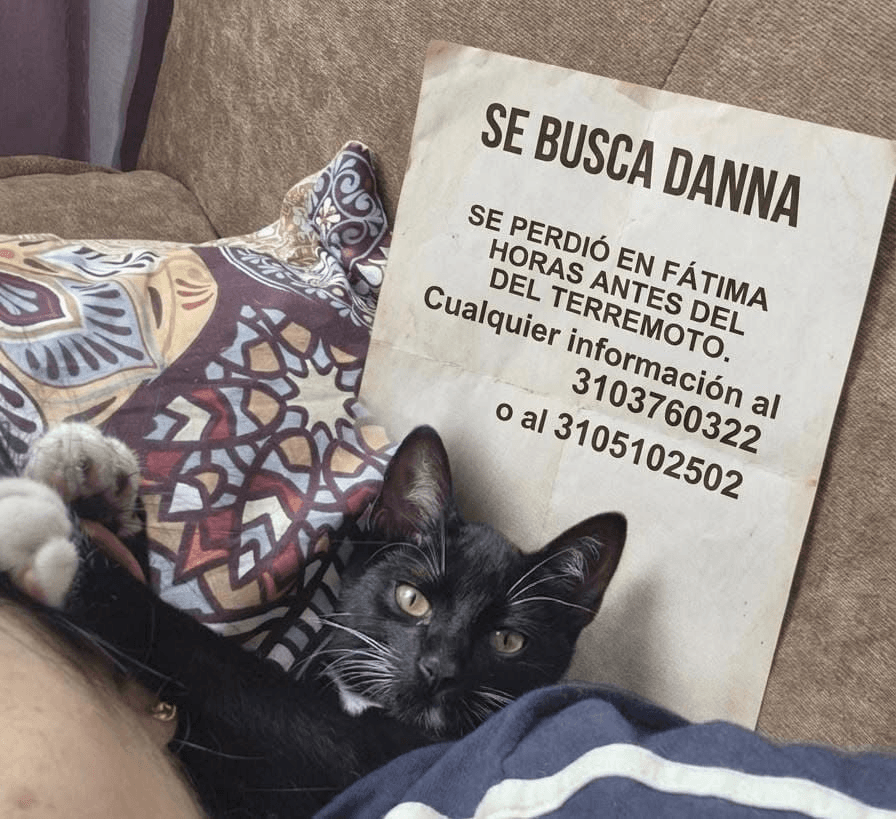 Foto de DANNA — mascota perdida