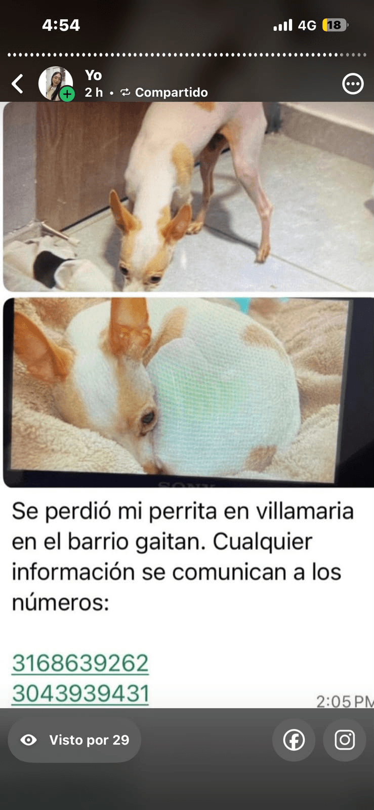 Foto de Mascota perdida