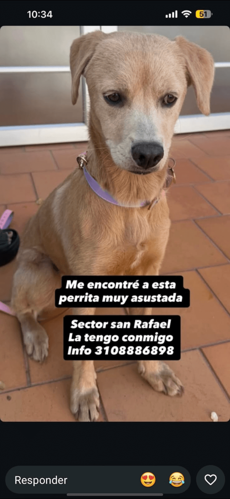 Foto de Mascota encontrada