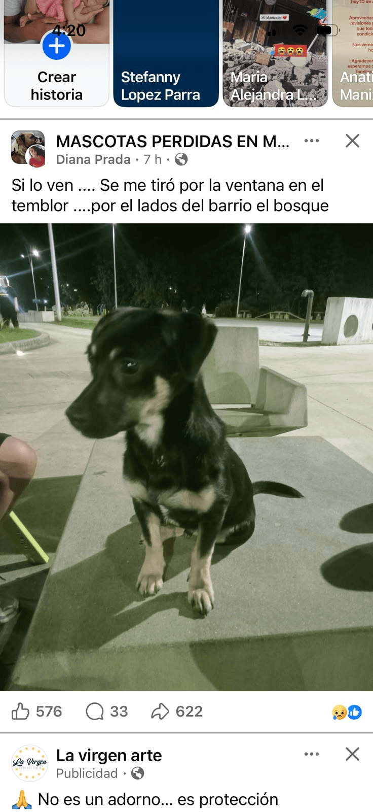 Foto de Mascota perdida
