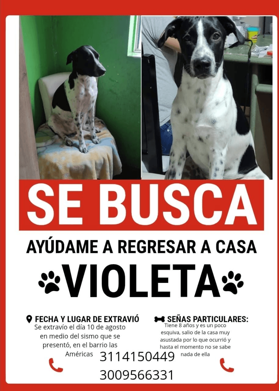 Foto de VIOLETA — mascota perdida