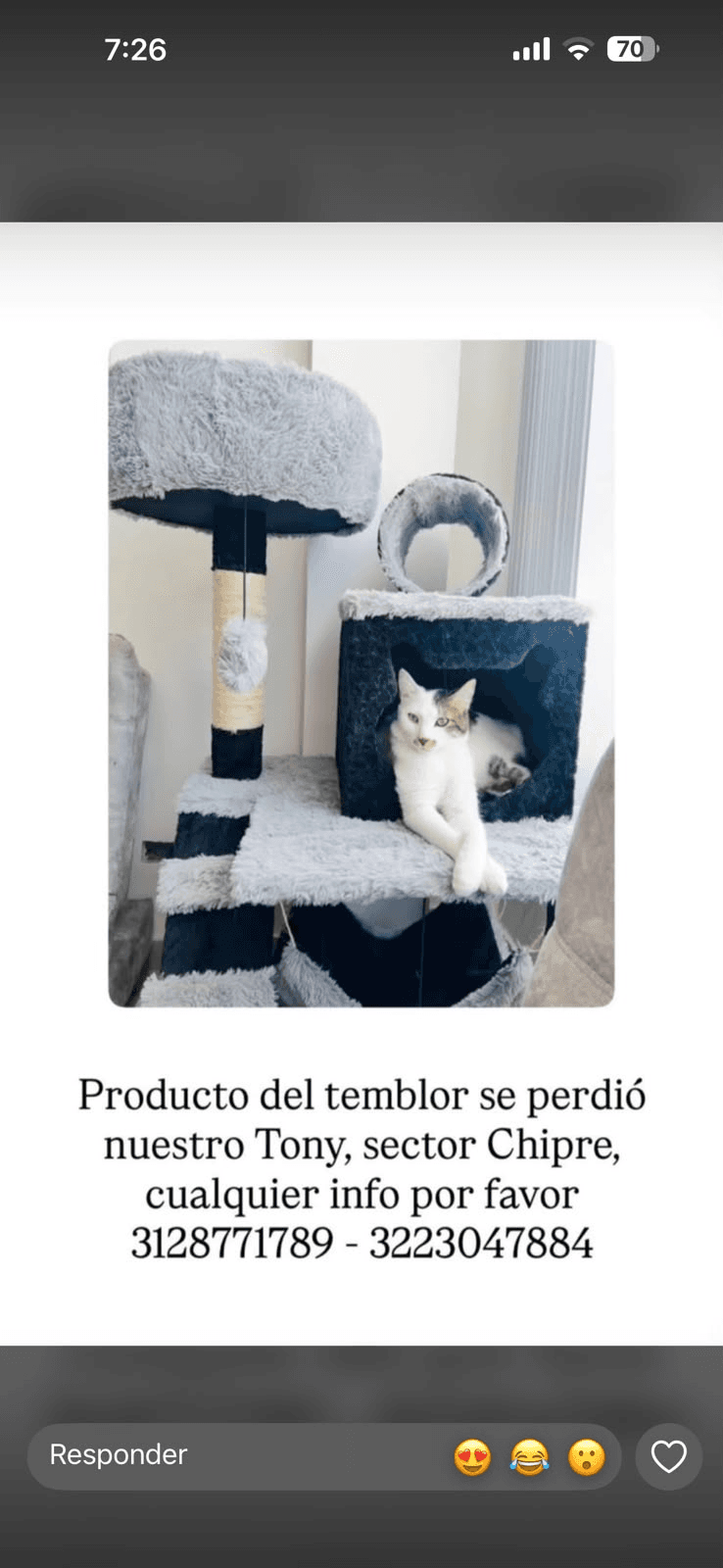 Foto de TONY — mascota perdida