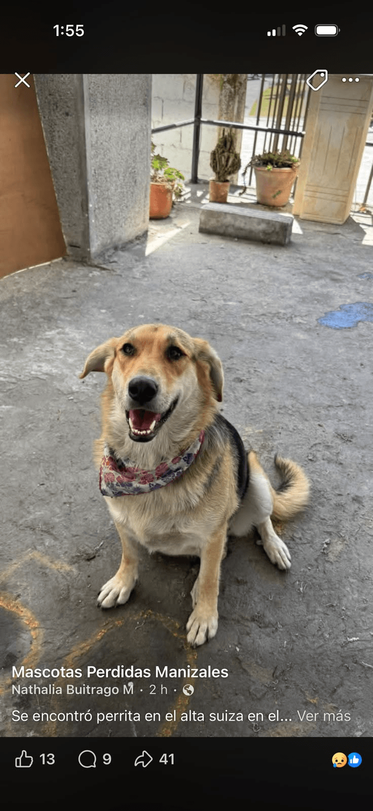 Foto de Mascota encontrada