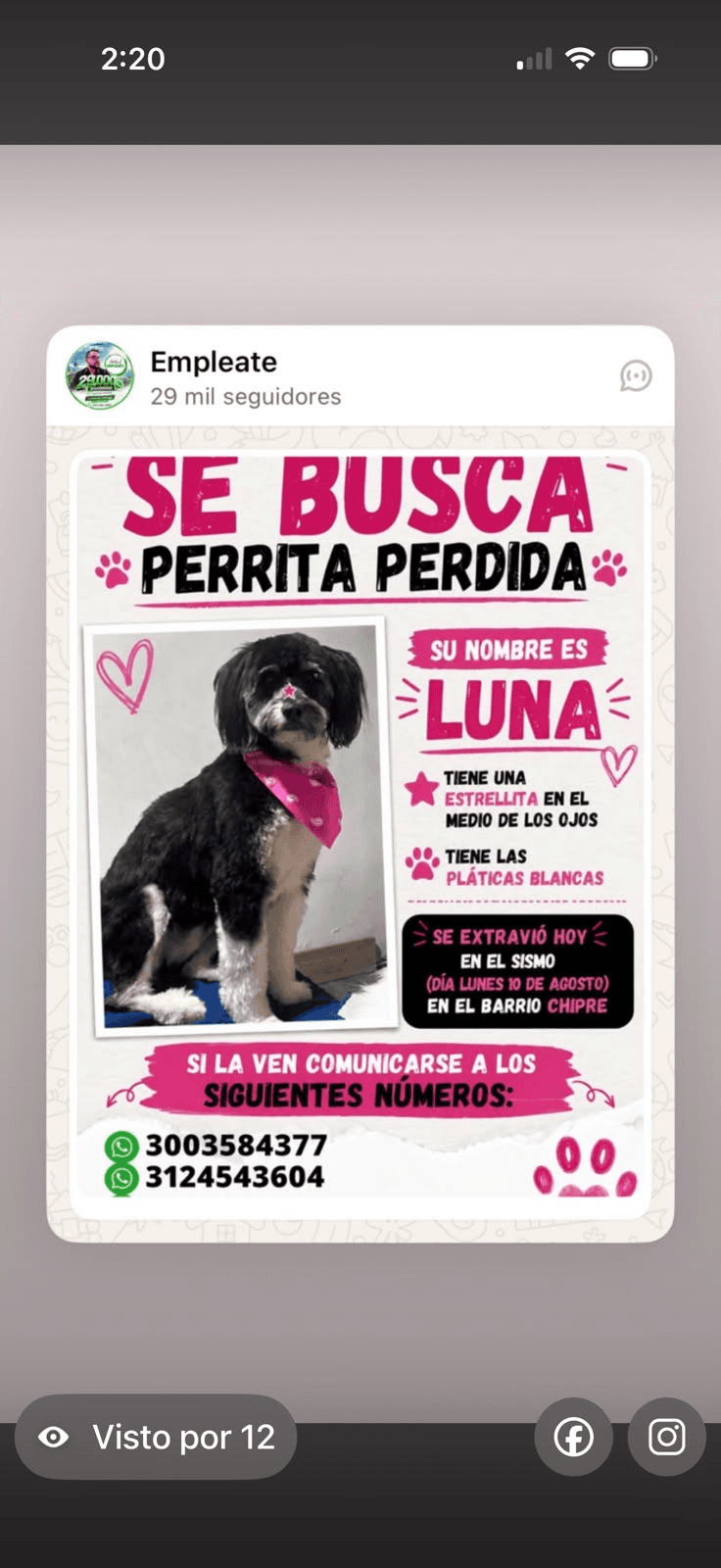 Foto de LUNA — mascota perdida