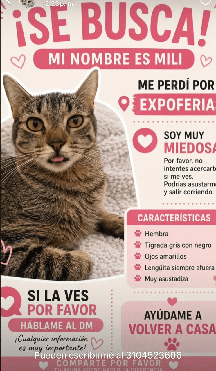 Foto de MILI — mascota perdida