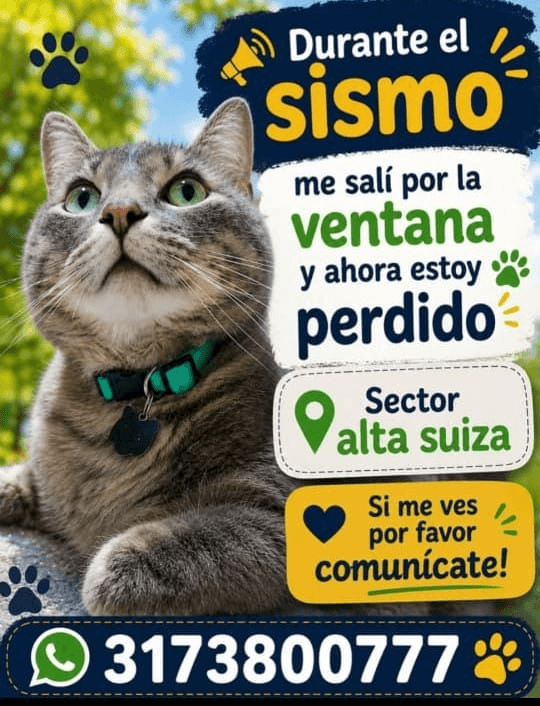 Foto de Mascota perdida