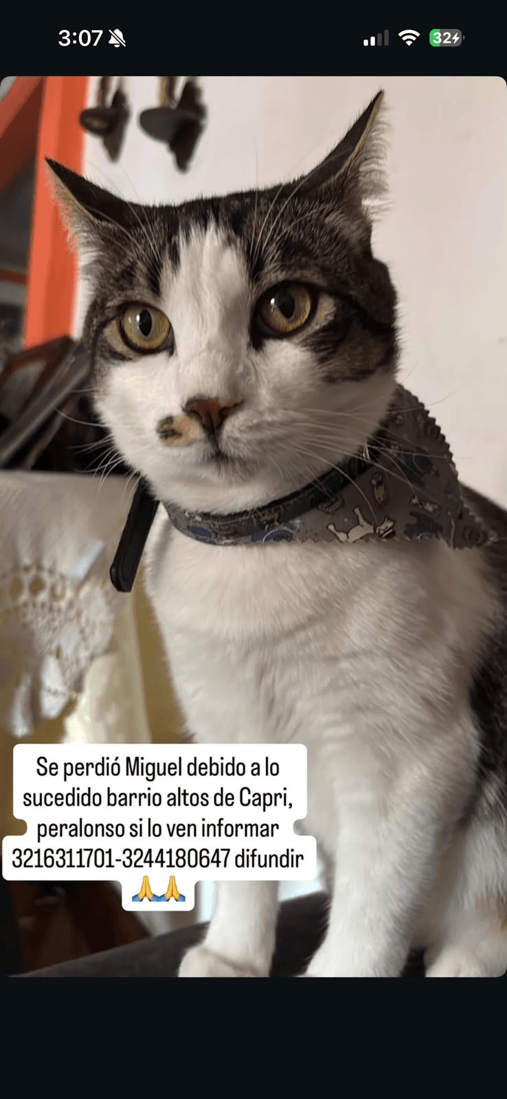 Foto de MIGUEL — mascota perdida