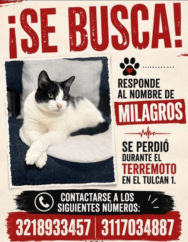 Foto de MILAGROS — mascota perdida