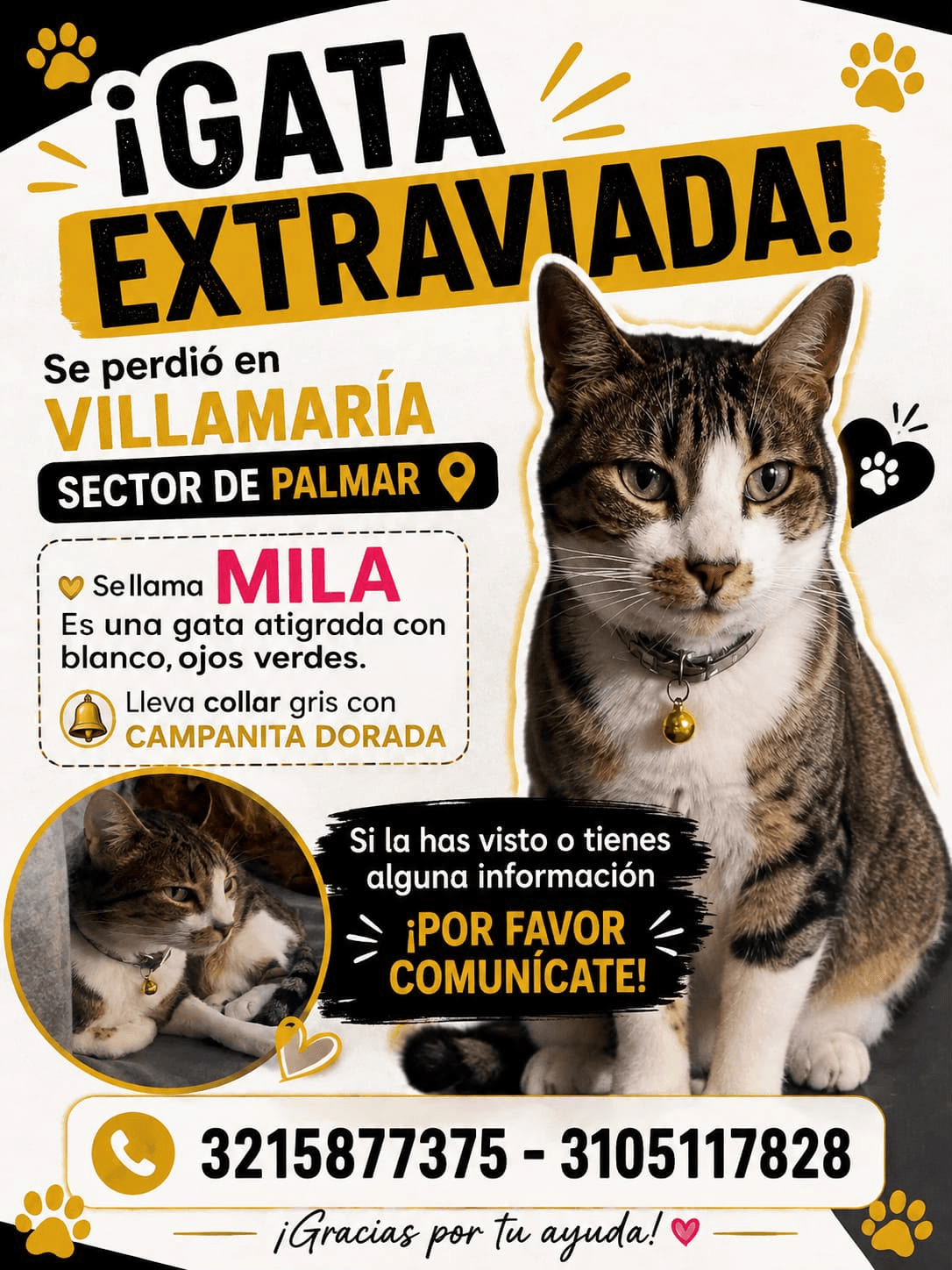 Foto de MILA — mascota perdida