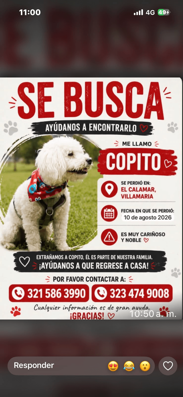 Foto de COPITO — mascota perdida