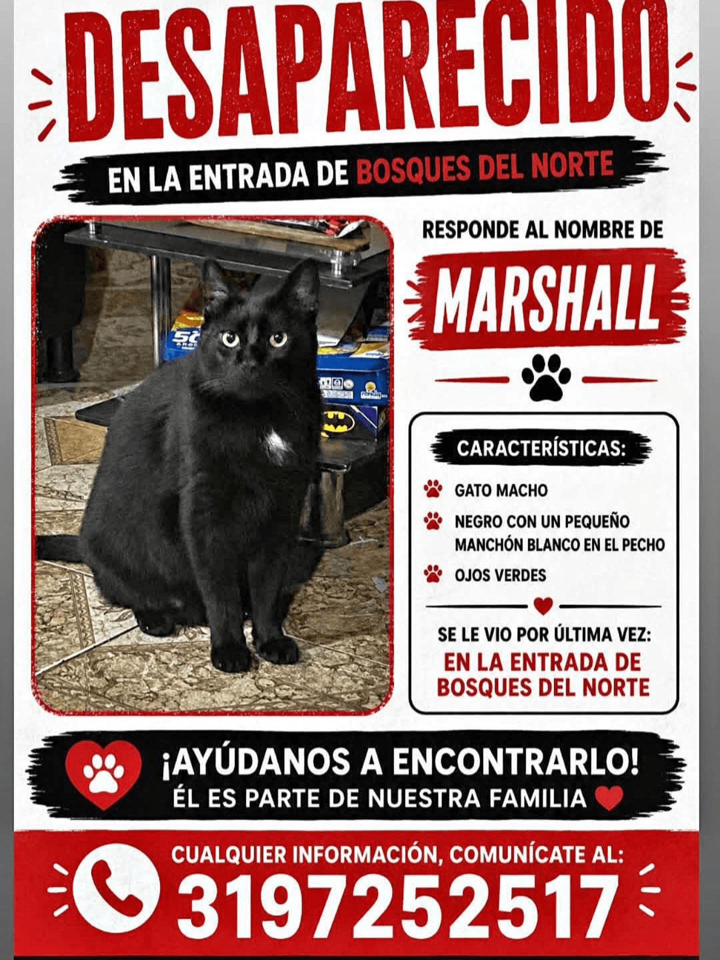 Foto de MARSHALL — mascota perdida