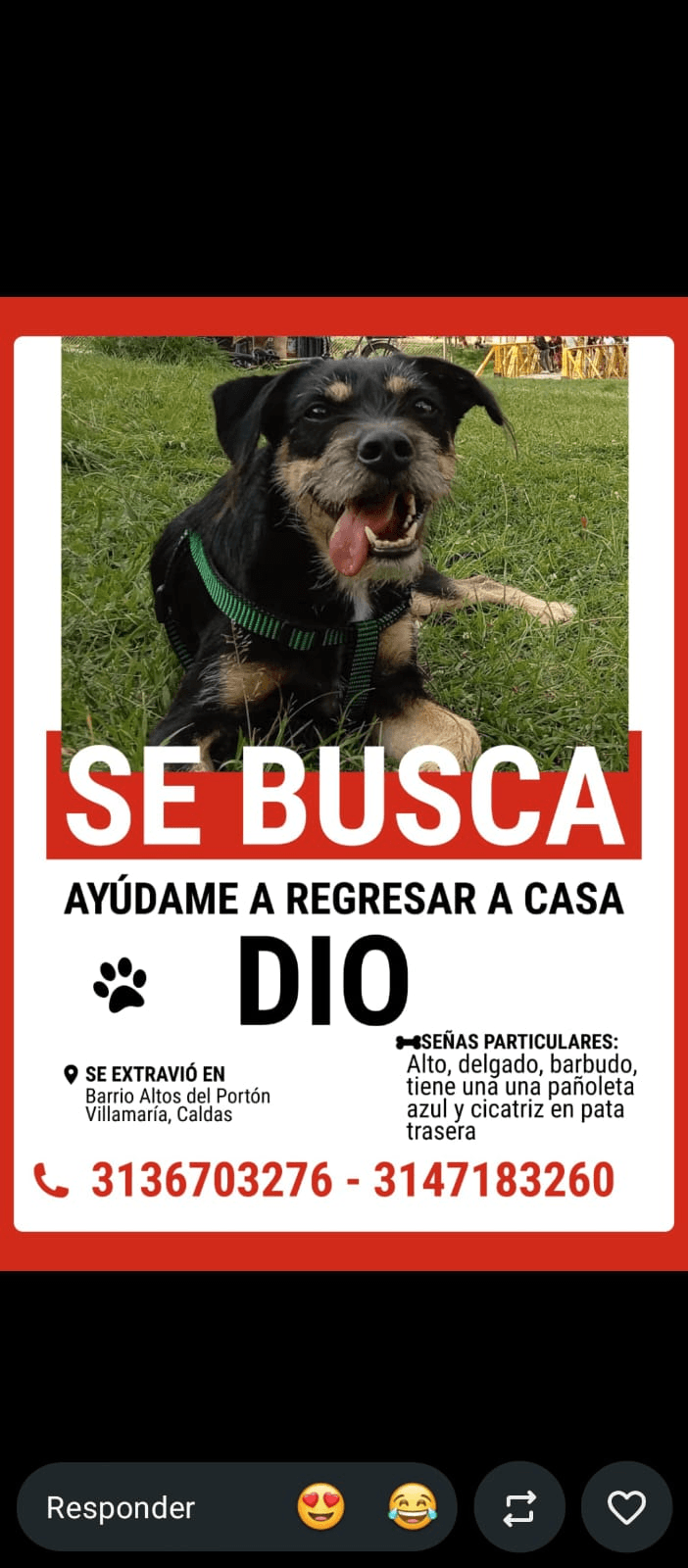 Foto de DIO — mascota perdida