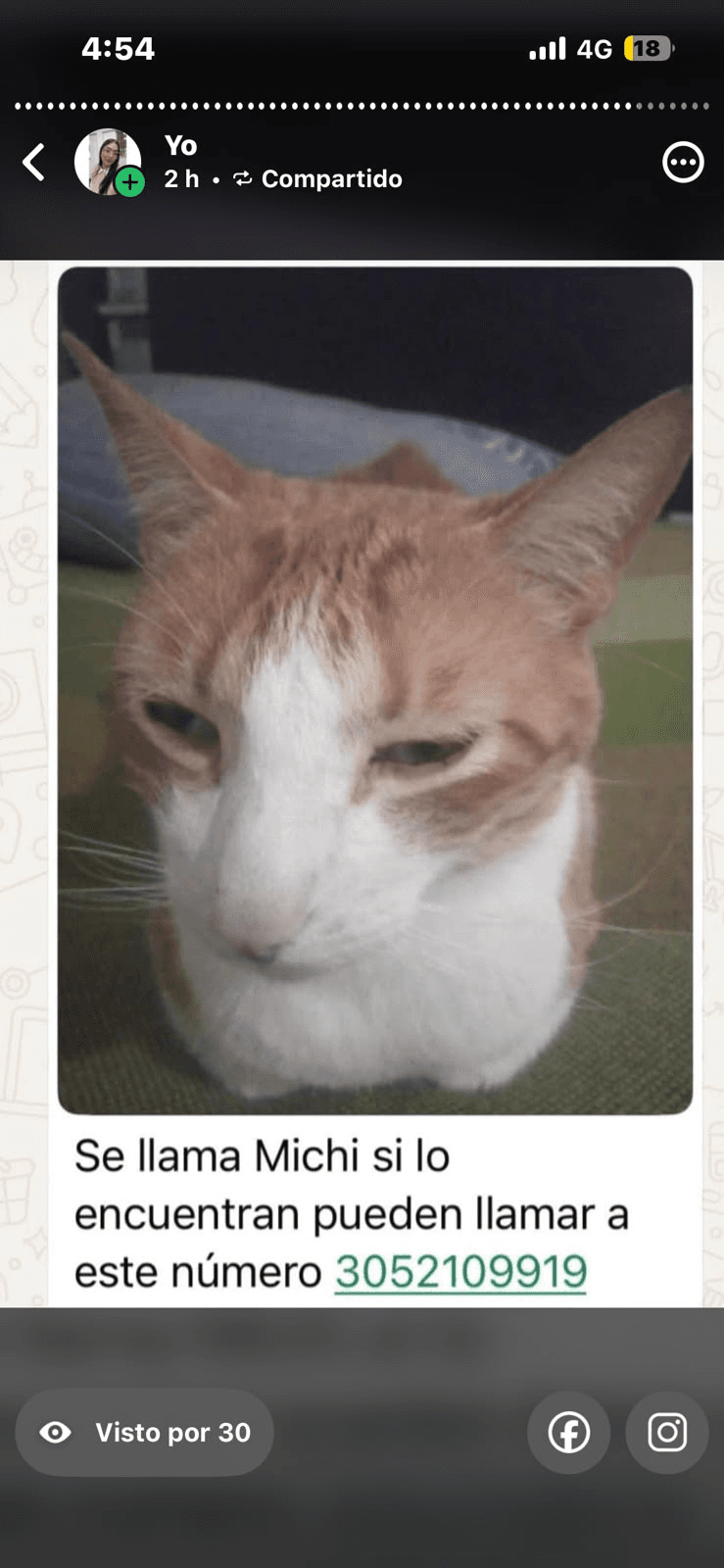 Foto de MICHI — mascota perdida