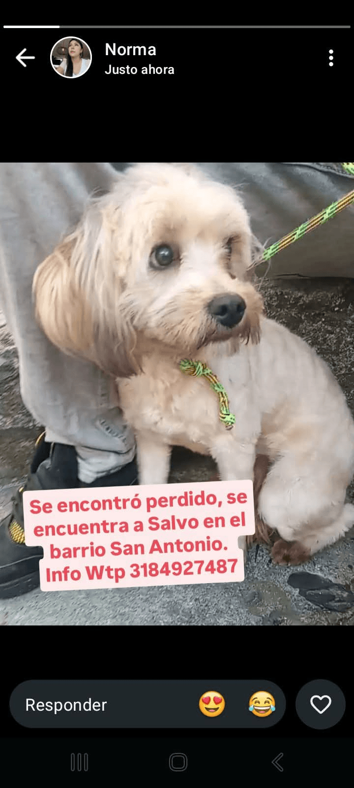Foto de Mascota encontrada