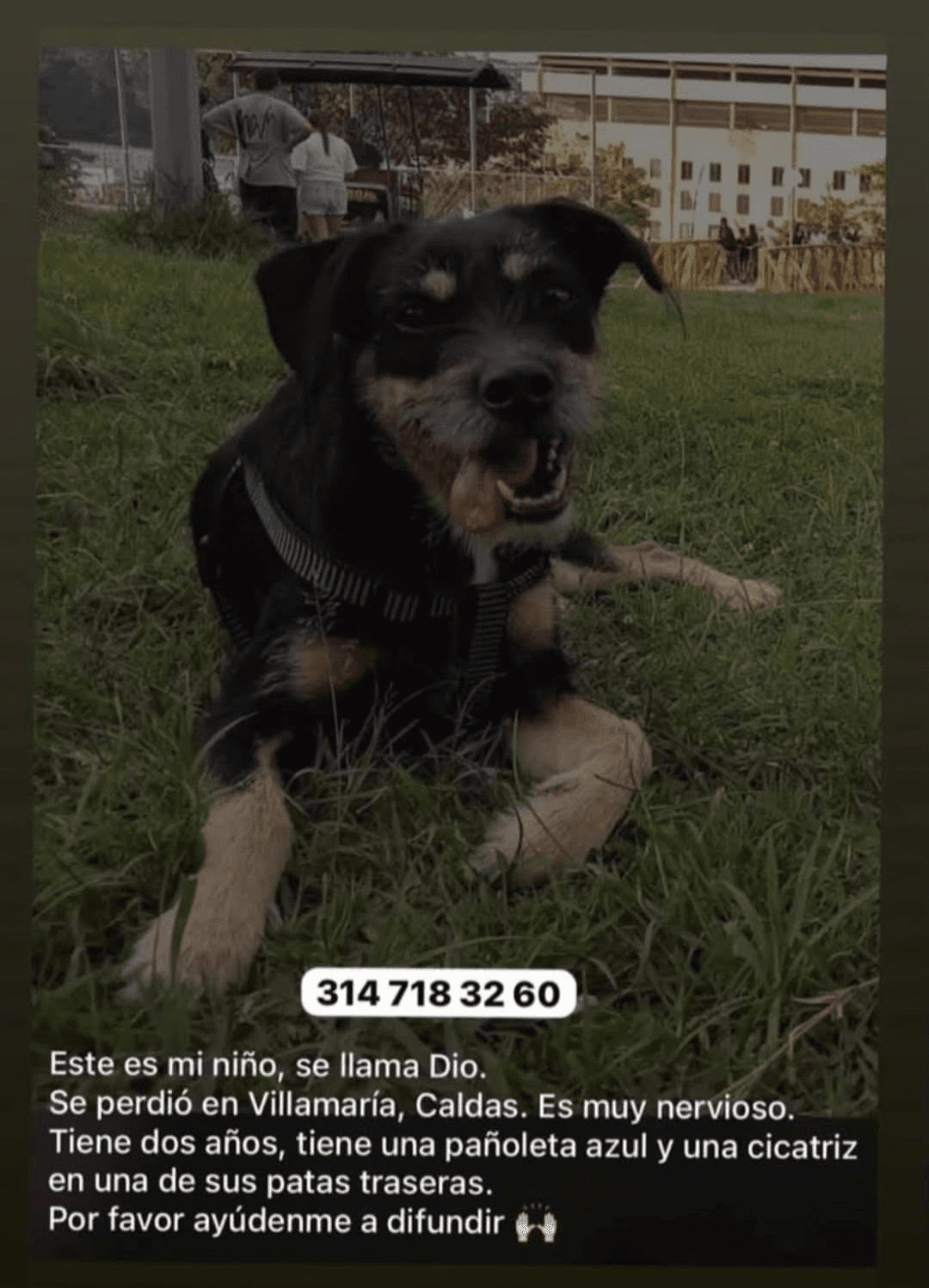 Foto de DIO — mascota perdida
