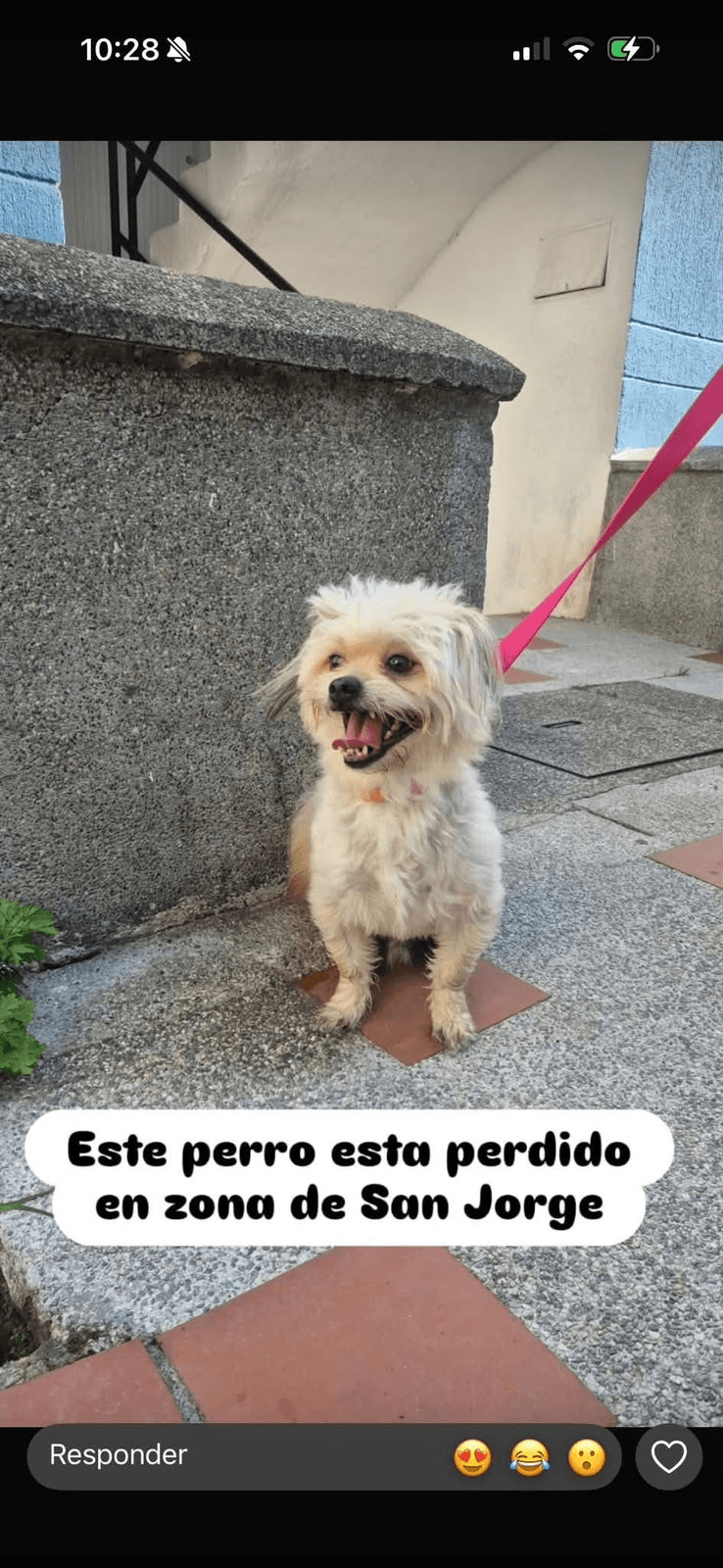 Foto de Mascota perdida
