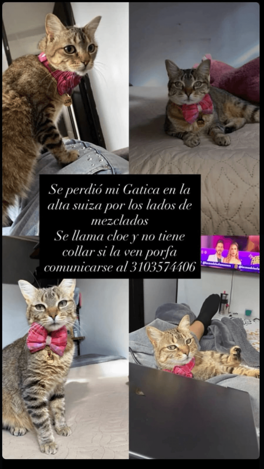 Foto de CLOE — mascota perdida