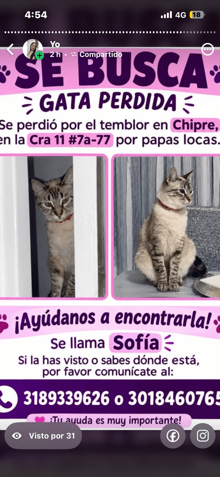 Foto de SOFIA — mascota perdida