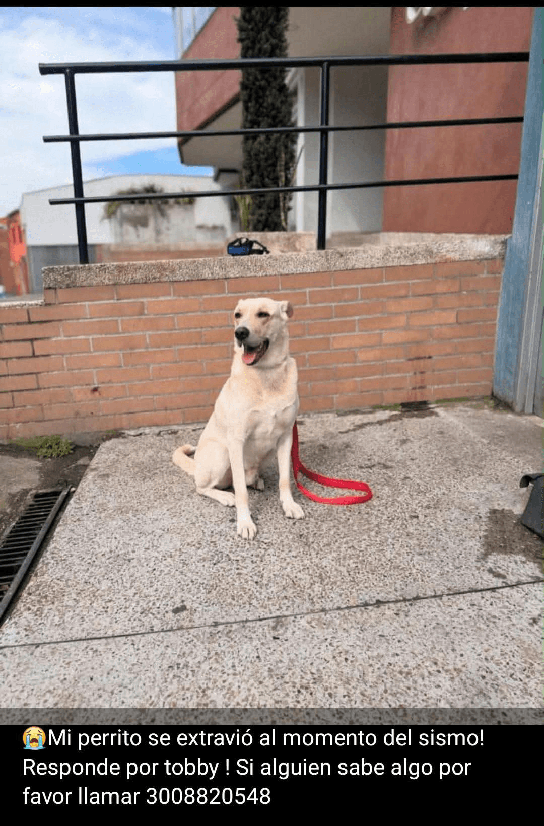 Foto de TOBBY — mascota perdida