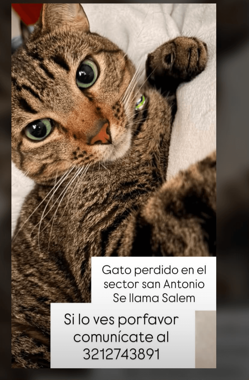 Foto de SALEM — mascota perdida
