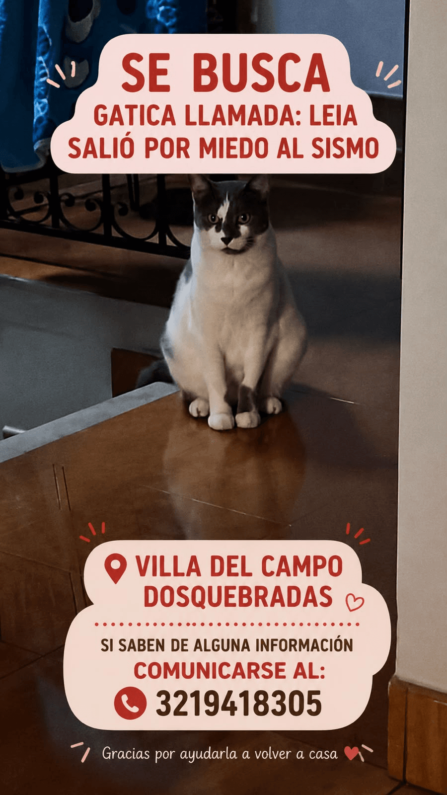 Foto de LEIA — mascota perdida