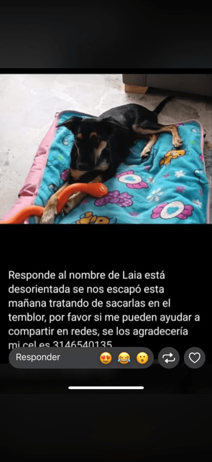 Foto de LAILA — mascota perdida