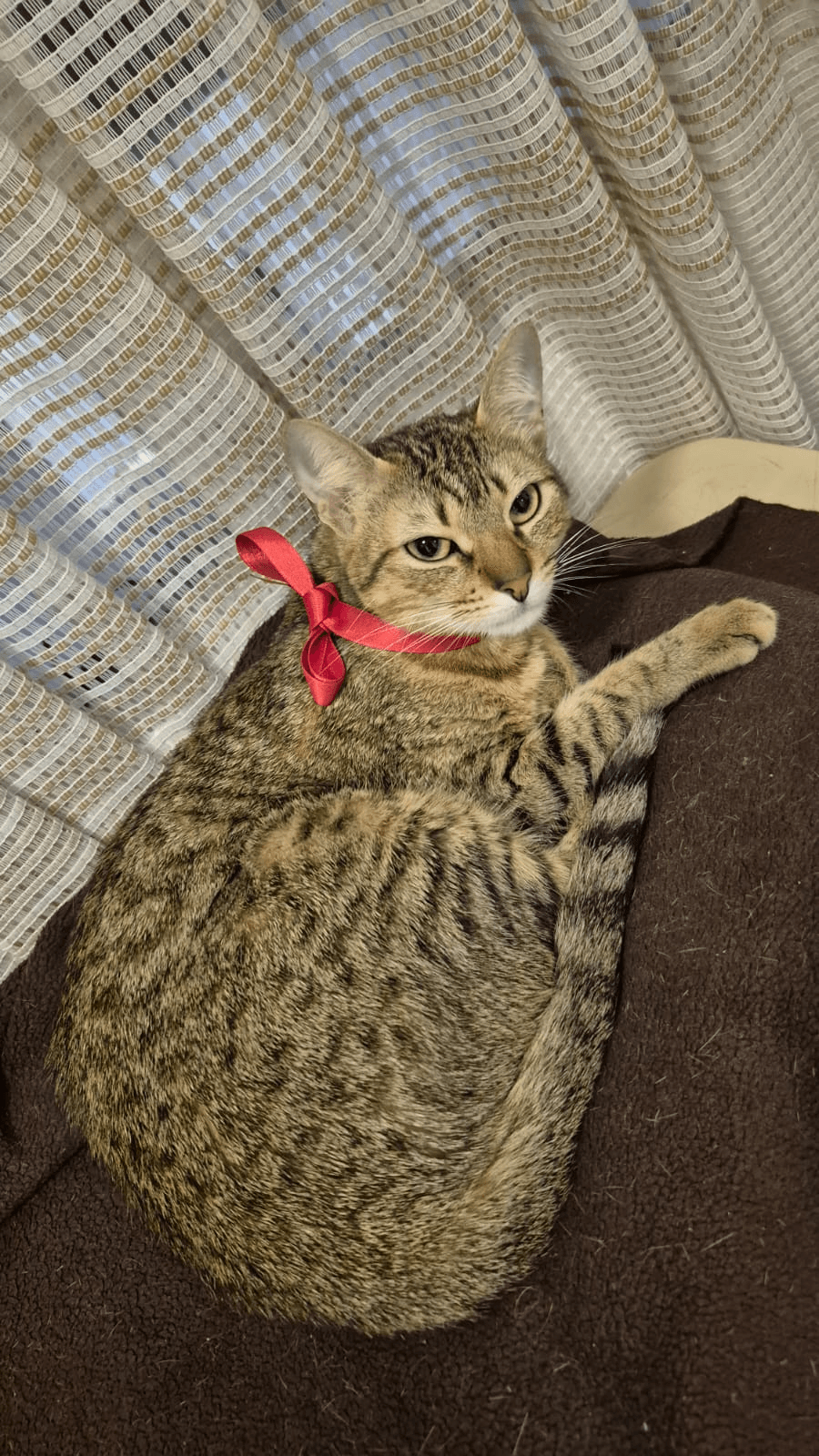 Foto de ZOHAN — mascota perdida