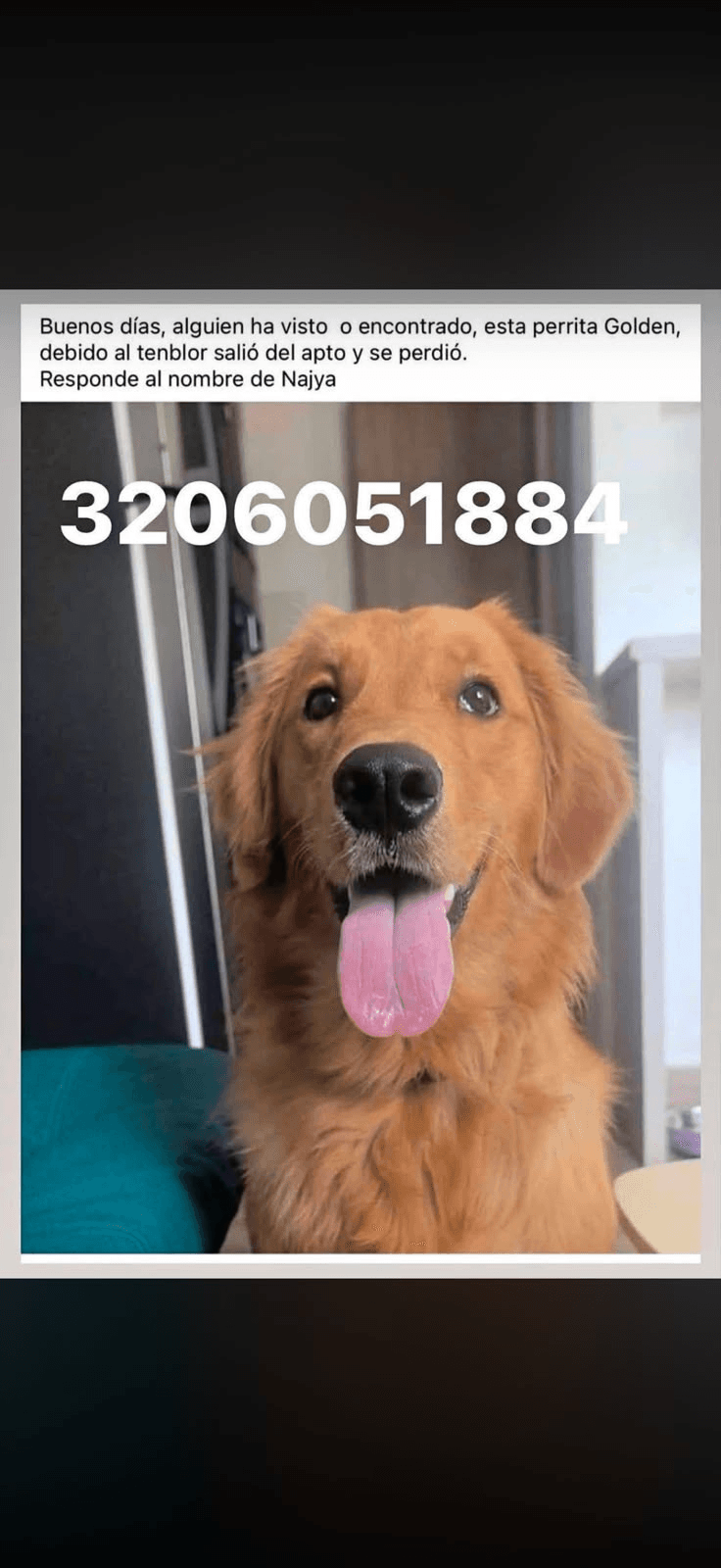 Foto de NAJYA — mascota perdida