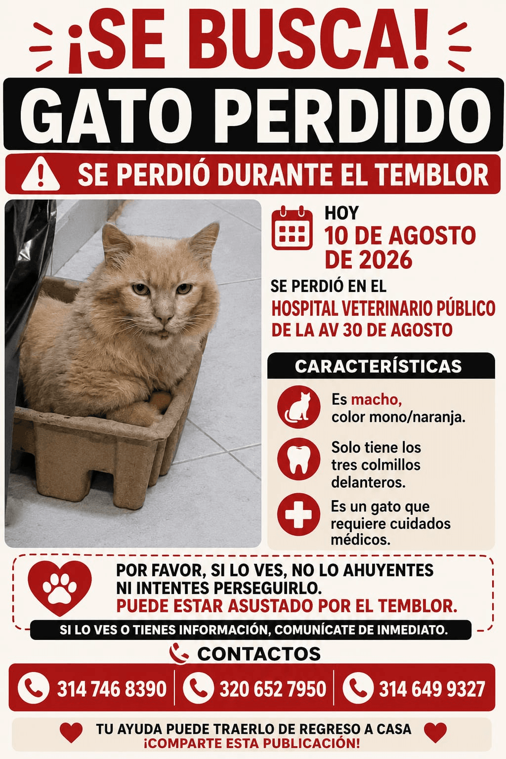 Foto de Mascota perdida