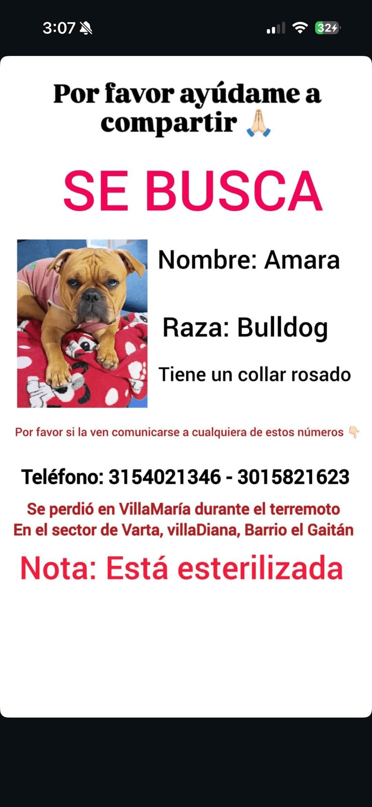Foto de AMARA — mascota perdida