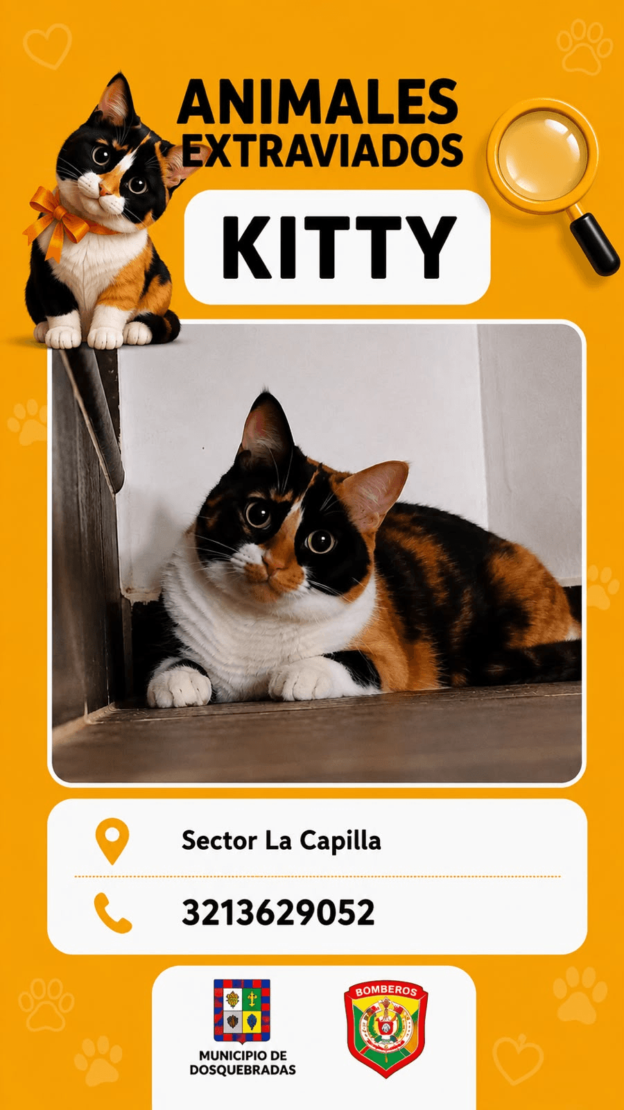 Foto de KITTY — mascota perdida