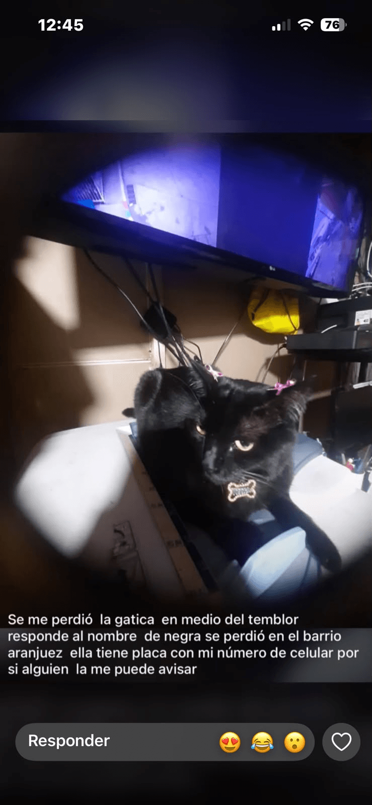 Foto de NEGRA — mascota perdida