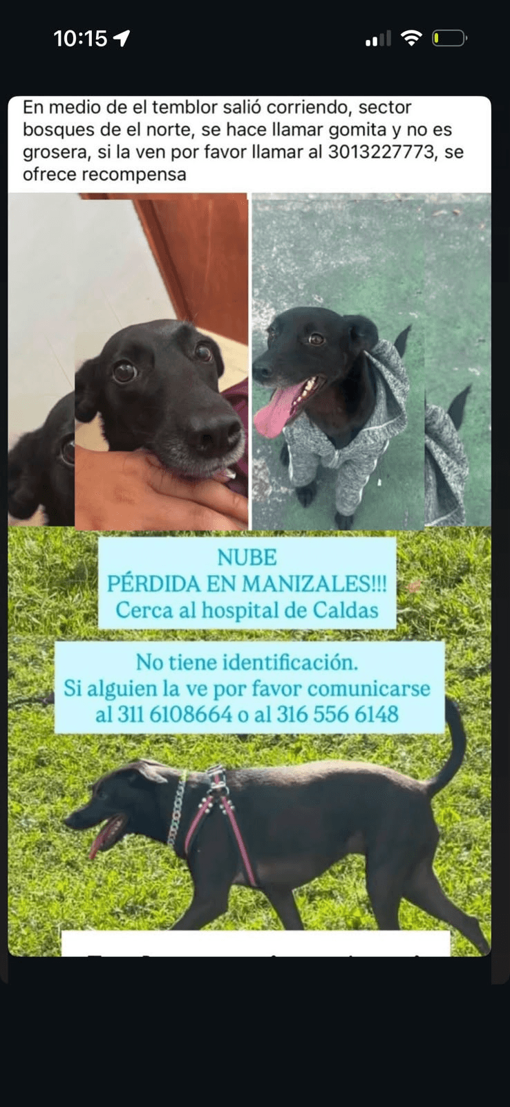 Foto de NUBE — mascota perdida