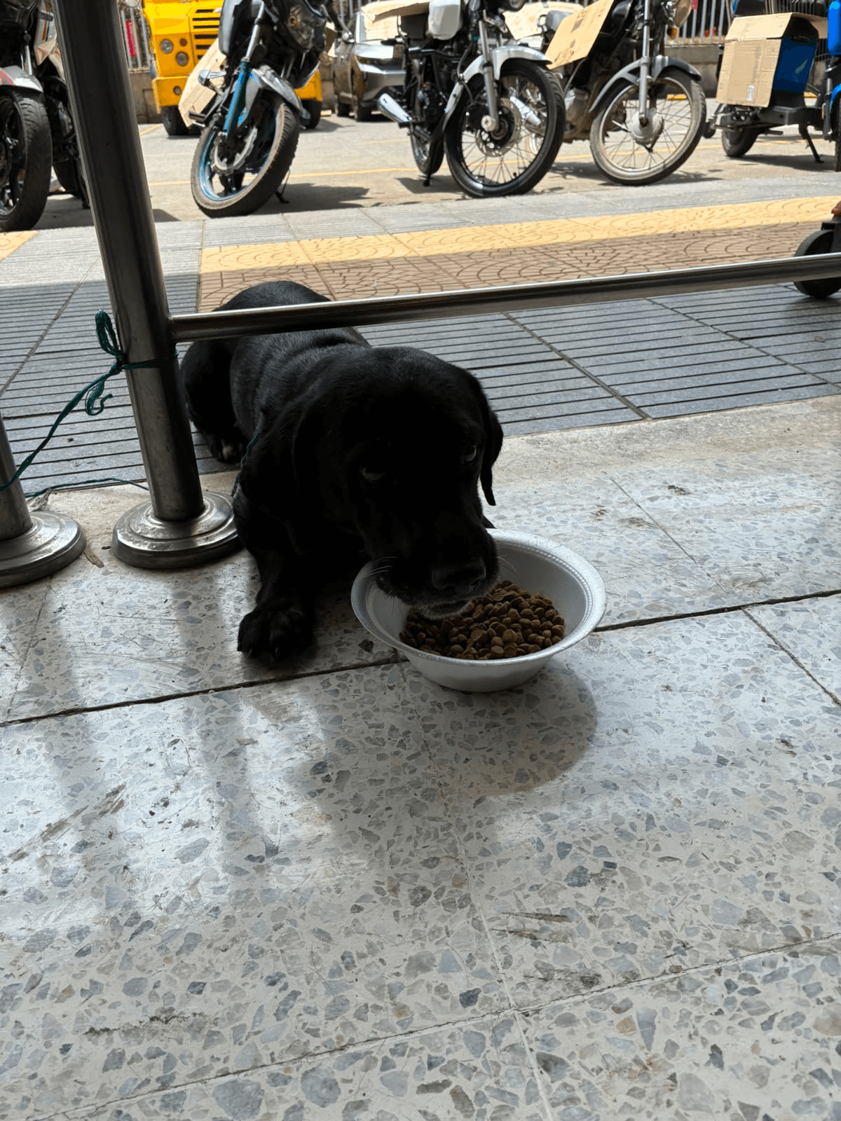 Foto de Mascota encontrada