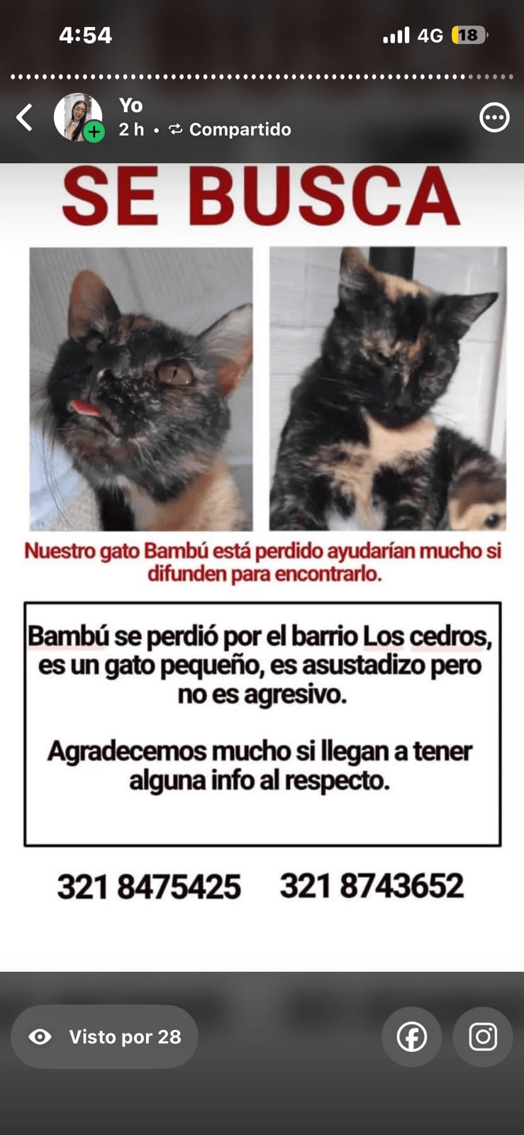 Foto de BAMBÚ — mascota perdida