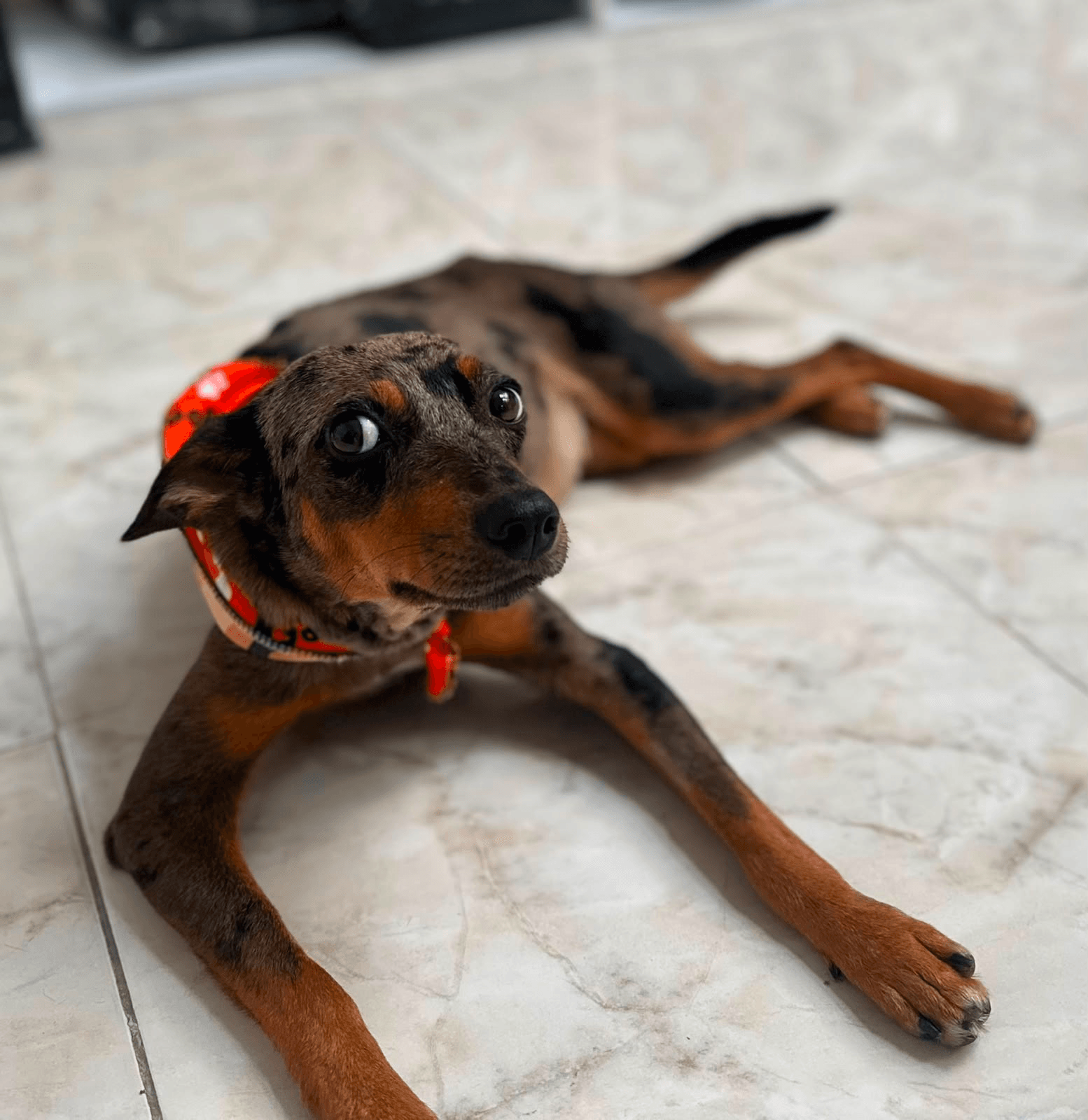Foto de ALMA — mascota perdida