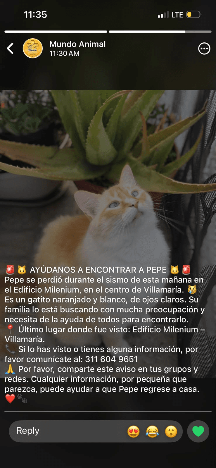 Foto de PEPE — mascota perdida