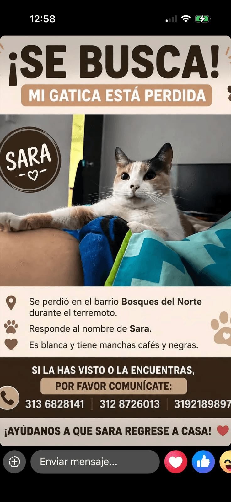 Foto de SARA — mascota perdida