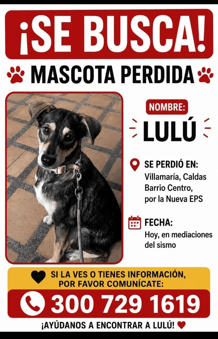 Foto de LULÚ — mascota perdida