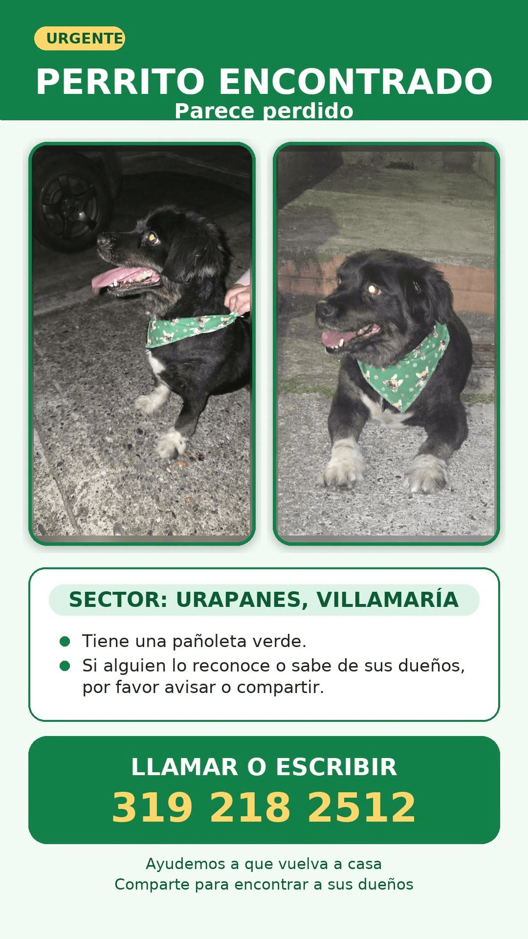 Foto de Mascota encontrada