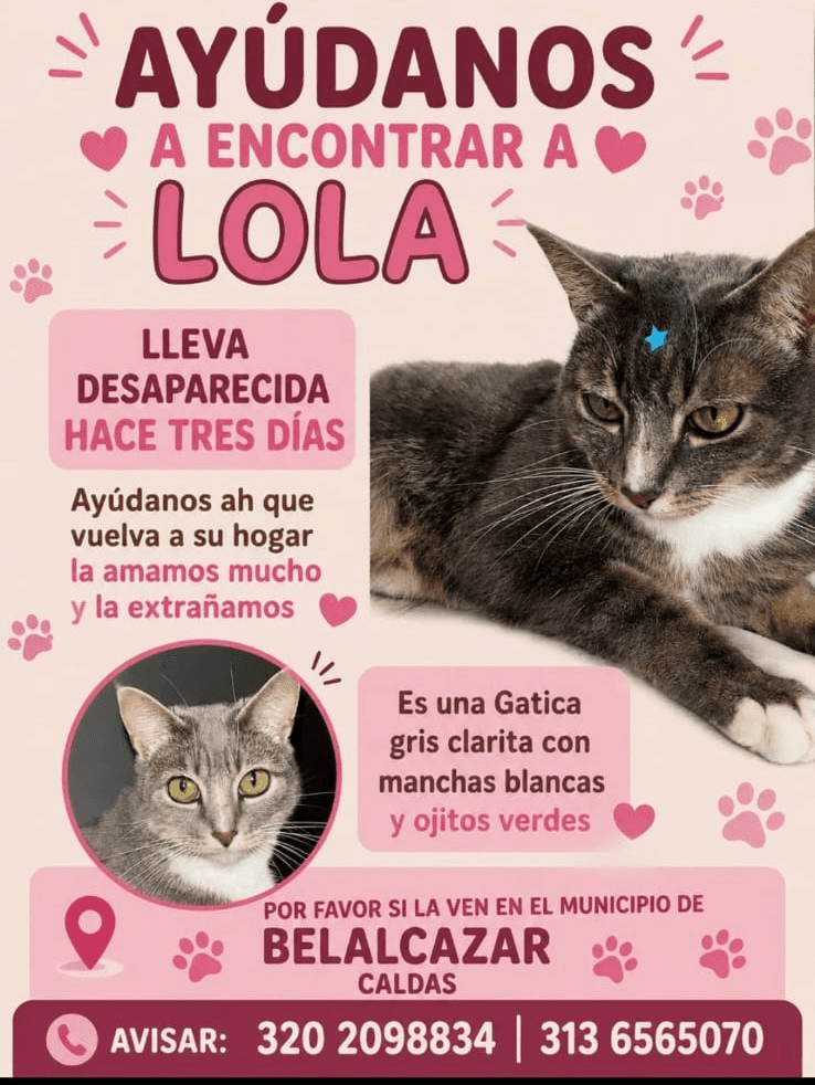 Foto de Mascota perdida