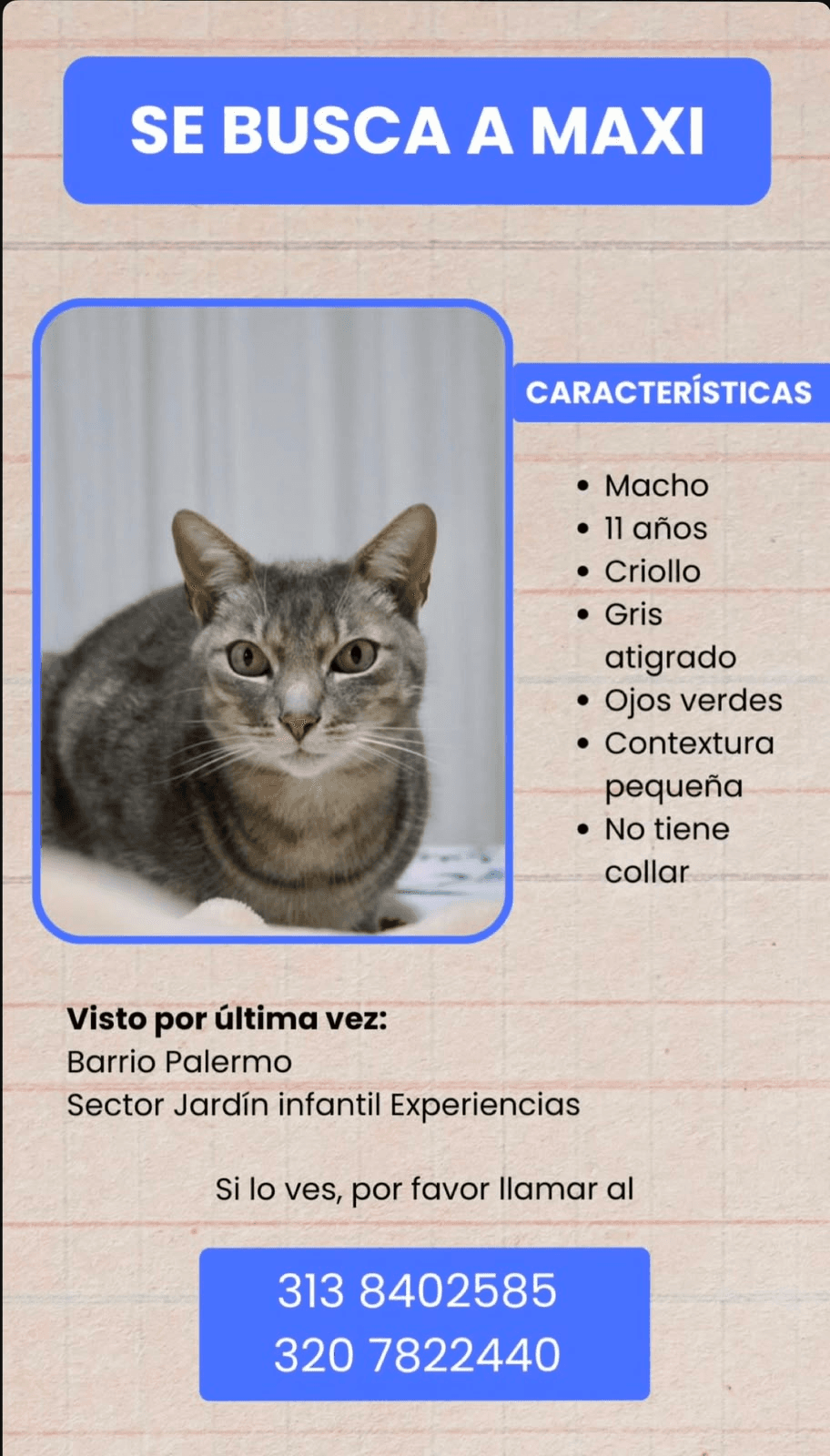 Foto de MAXI — mascota perdida