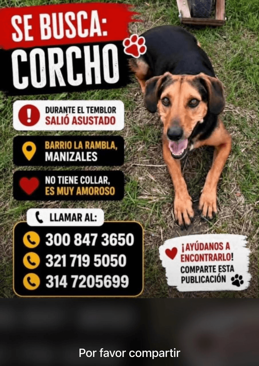 Foto de CORCHO — mascota perdida