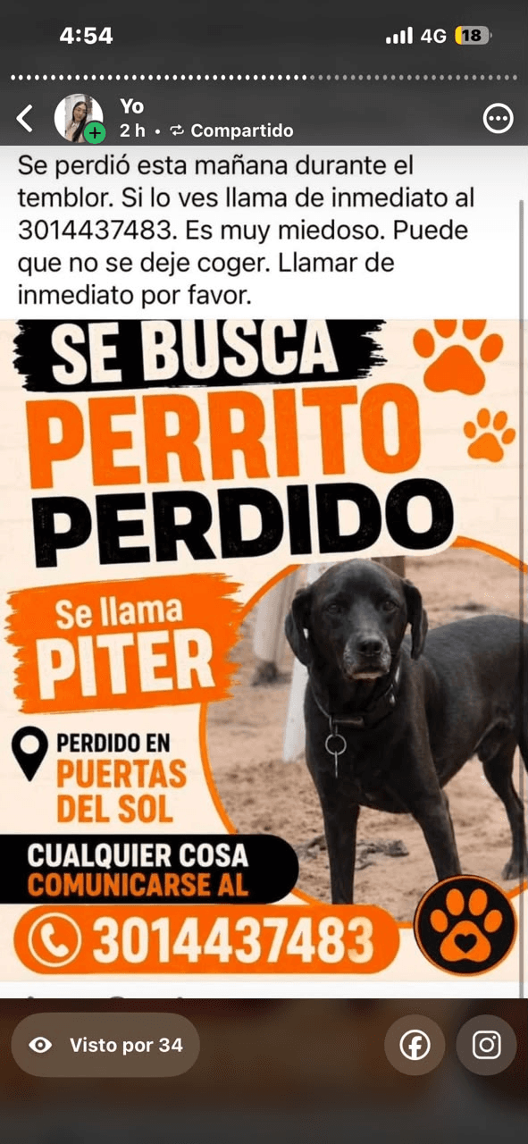 Foto de PITER — mascota perdida